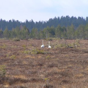 virgin peat land