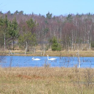 after extraction, paradise for birds