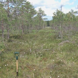 virgin peat land