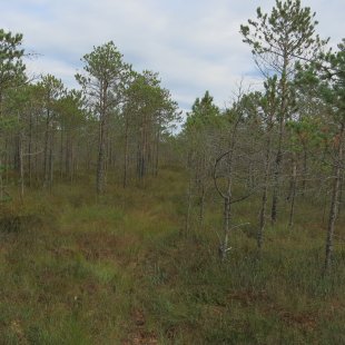 virgin peat land