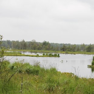 peat bog develops from beginning