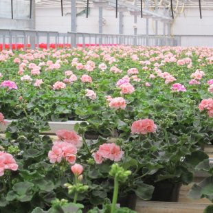 flowers in pots