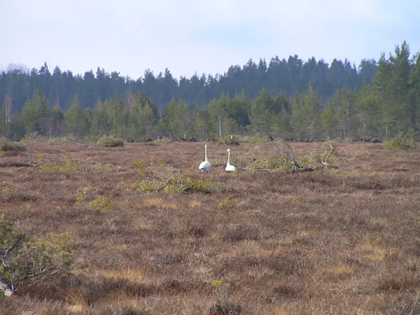 virgin peat land