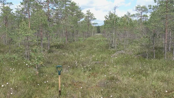 virgin peat land