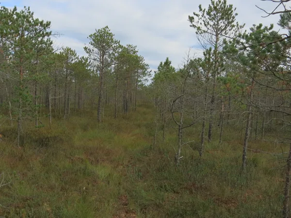 virgin peat land