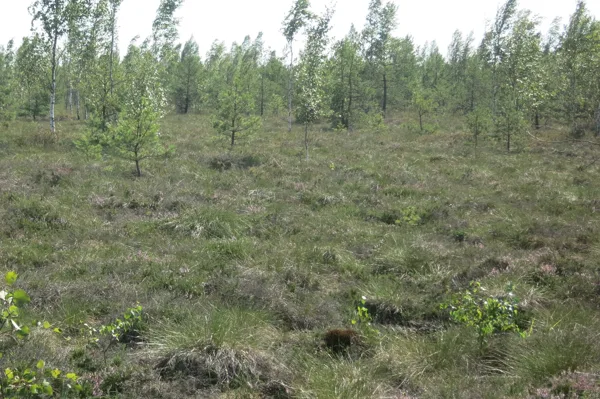 virgin peat land