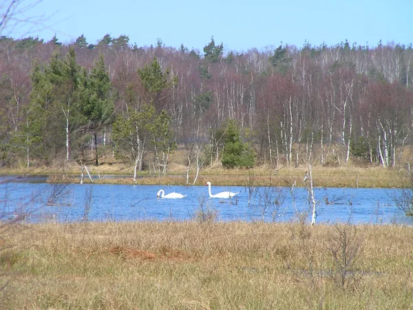 Paradise for birds
