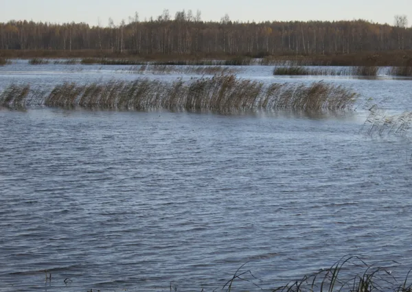 Paradise for fish