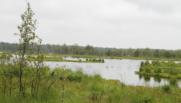 peat bog develops from beginning