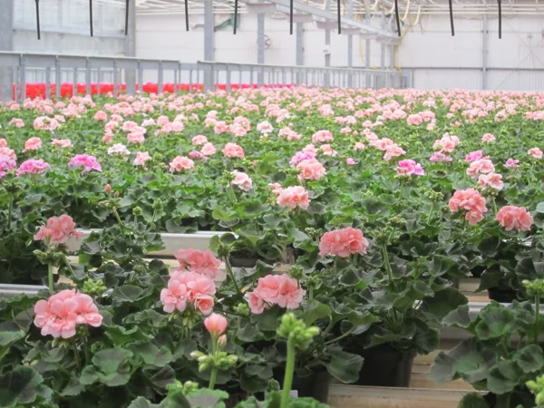 flowers in pots