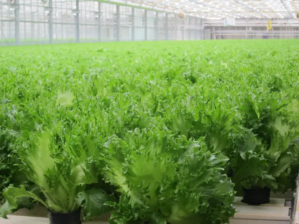 vegetable growth