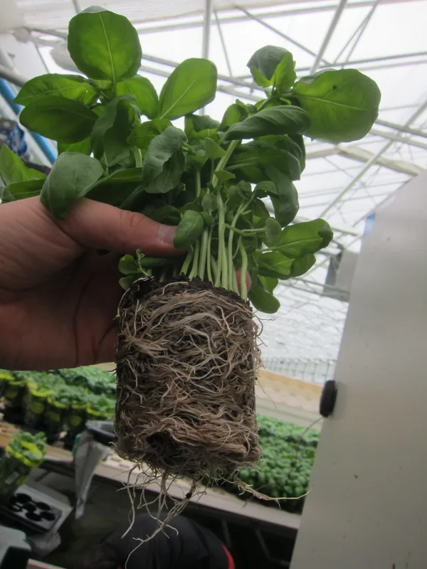 roots are happy